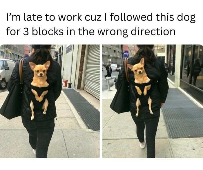 Person walking on city sidewalk with small dog in front backpack, a funny animal meme perfect for scrolling while your pet sleeps
