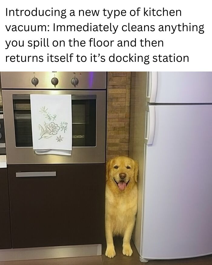 Golden retriever standing between kitchen oven and refrigerator with a caption about a vacuum in animal memes to scroll through.