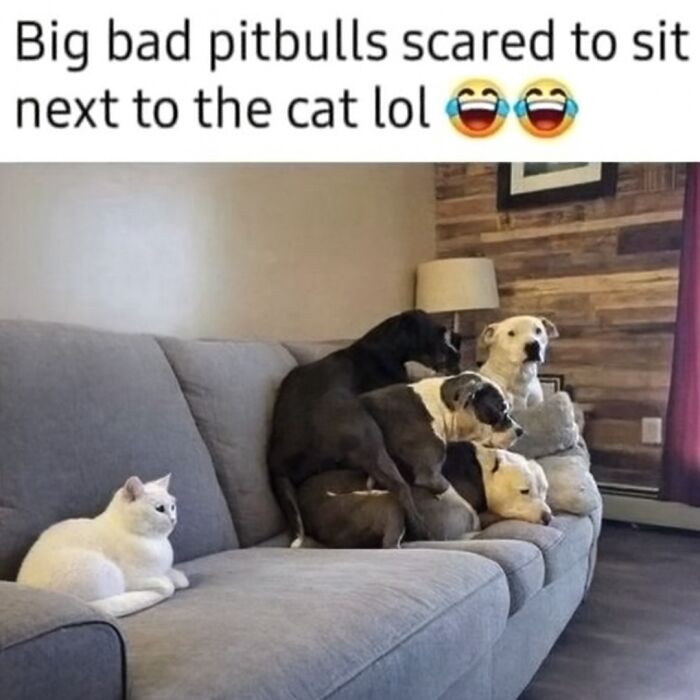 Funny animal meme showing pitbulls scared to sit next to a cat on a couch, perfect for scrolling through animal memes.
