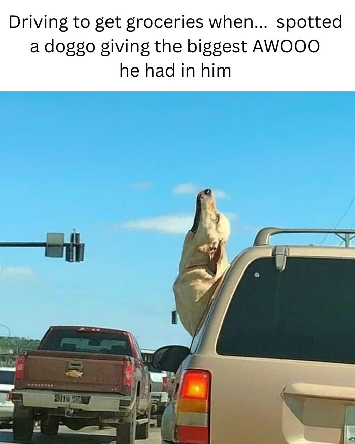Dog leaning out car window howling with caption about spotting a doggo, funny animal memes to scroll through while pets sleep.