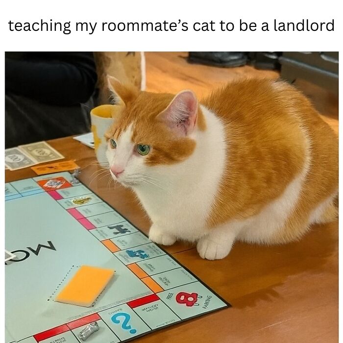 Orange and white cat sitting on a board game, capturing a funny moment in popular animal memes to scroll through.