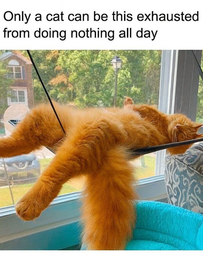 Fluffy orange cat sprawled exhausted on a hammock by a window, perfect animal memes while your pet is sleeping.