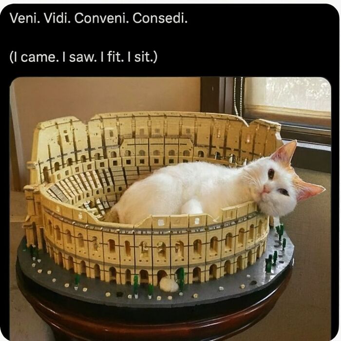 A white cat lying comfortably inside a miniature Colosseum model, showcasing funny animal memes for pet lovers.