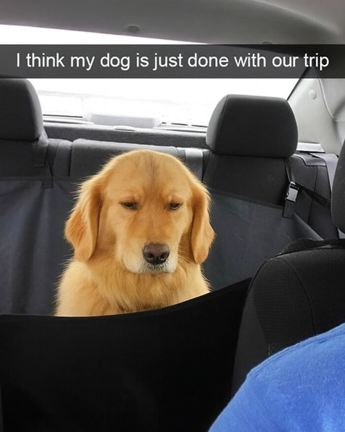Golden retriever looking tired in car backseat with caption about being done with the trip, animal memes humor.