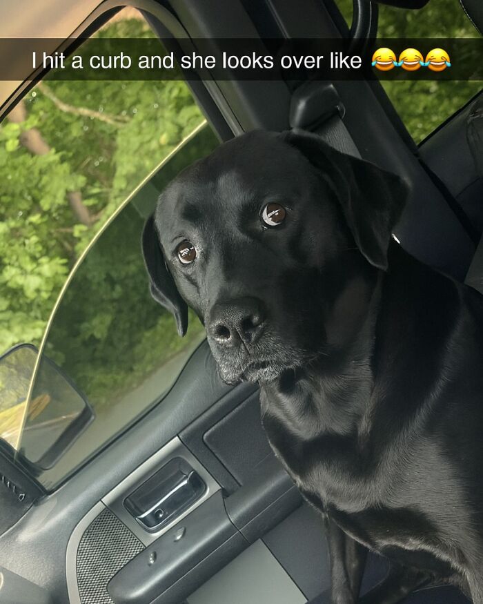 Black Labrador sitting in a car looking surprised, a funny animal meme perfect for scrolling while your pet is sleeping.