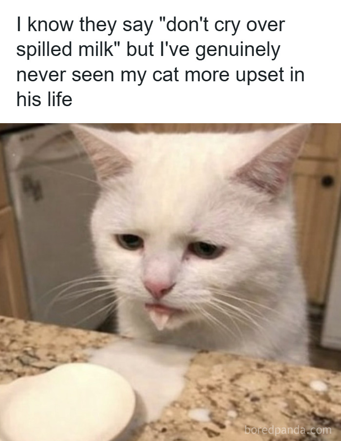 White cat looking upset with spilled milk on a granite countertop, featured in popular animal memes.