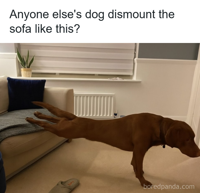Dog dismounting sofa with legs stretched out in a humorous pose, featured in popular animal memes for pet lovers.