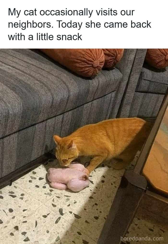 Cat bringing a whole raw chicken as a snack, a funny moment included in animal memes to scroll through while your pet is sleeping.