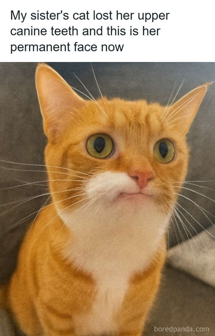 Orange cat with missing upper canine teeth making a unique expression in popular animal memes to scroll through.