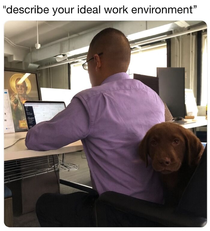 Man in purple shirt working on laptop at desk with chocolate labrador dog peeking from behind chair in office setting, animal memes.