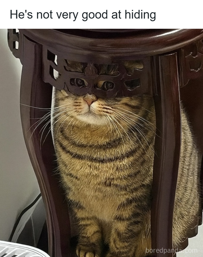 Tabby cat attempting to hide under a wooden table, featured in a collection of animal memes for pet owners.