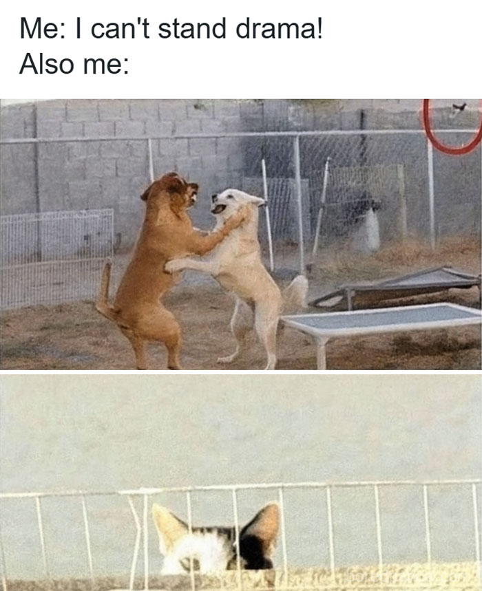 Two dogs play-fighting in a yard while a cat watches from behind a fence, a humorous animal meme for pet meme fans.