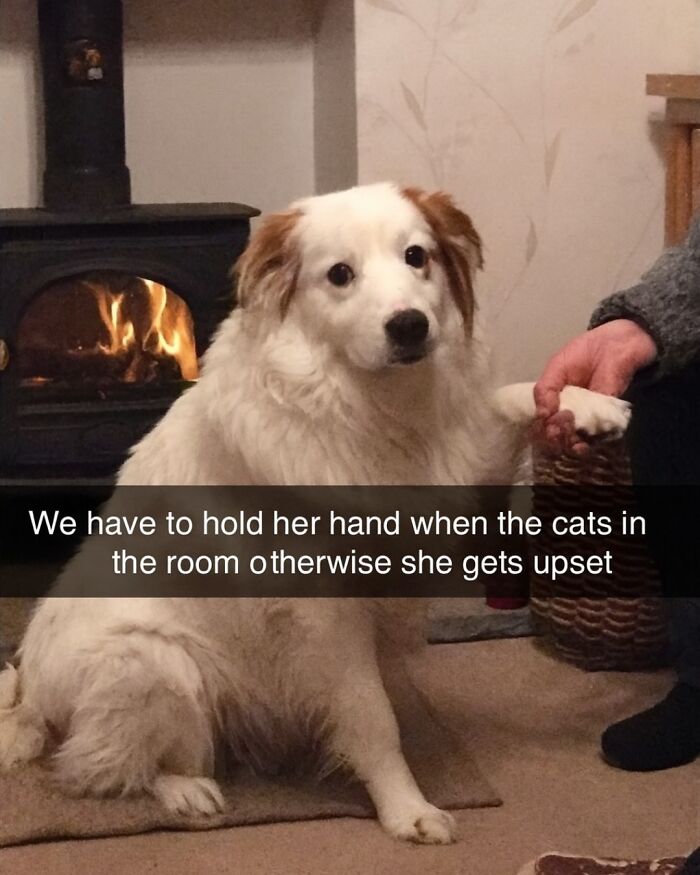 White dog sitting indoors near a fireplace, holding a human hand, illustrating animal memes with pets and cats interaction.
