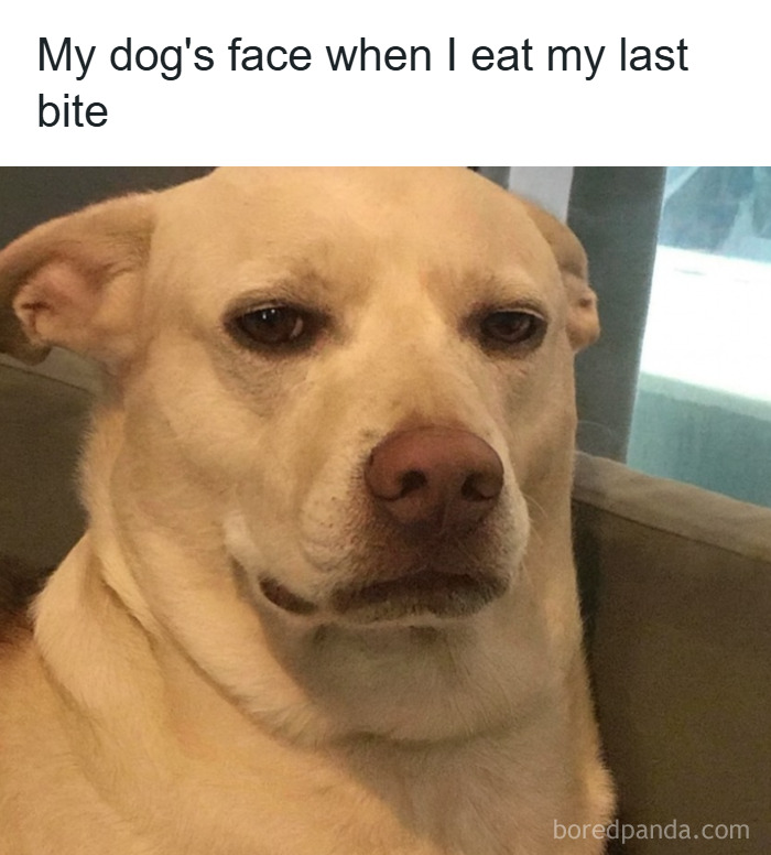 Dog with an unimpressed expression, a relatable animal meme to scroll through while your pet is sleeping.
