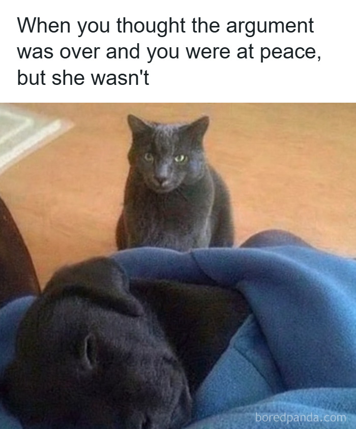 Gray cat staring intensely at sleeping black dog, capturing a funny moment from popular animal memes for pet lovers.