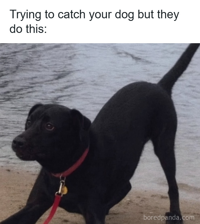 Black dog playfully stretching near water with a red collar, capturing a funny moment for animal memes about pets sleeping.