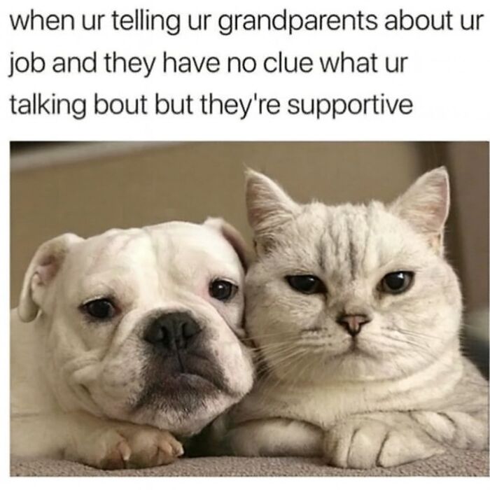 Dog and cat lying together with a funny caption, perfect for browsing animal memes while your pet is sleeping.