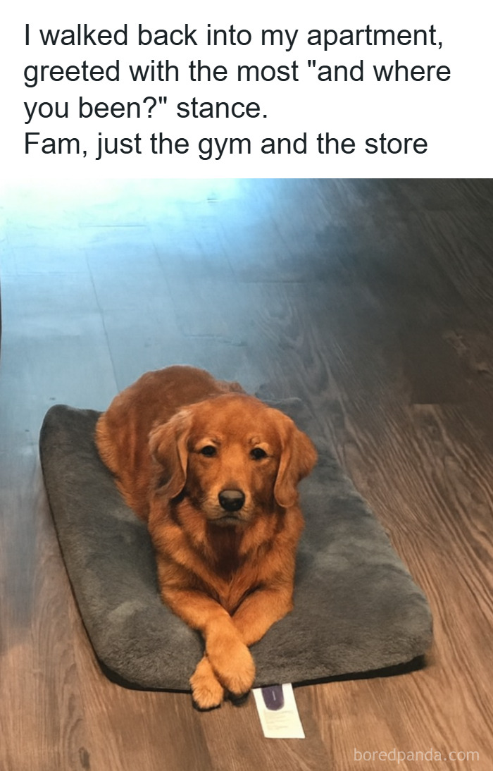 Golden retriever lying on a mat with a calm expression, featured in popular animal memes while pets are sleeping.