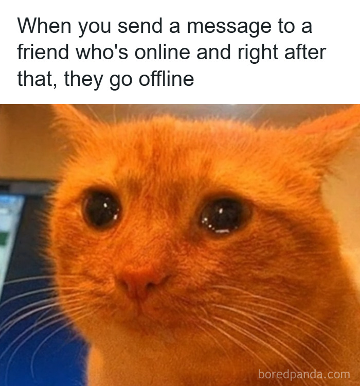 Sad orange cat meme illustrating a relatable moment, perfect for animal memes to scroll through while your pet is sleeping.