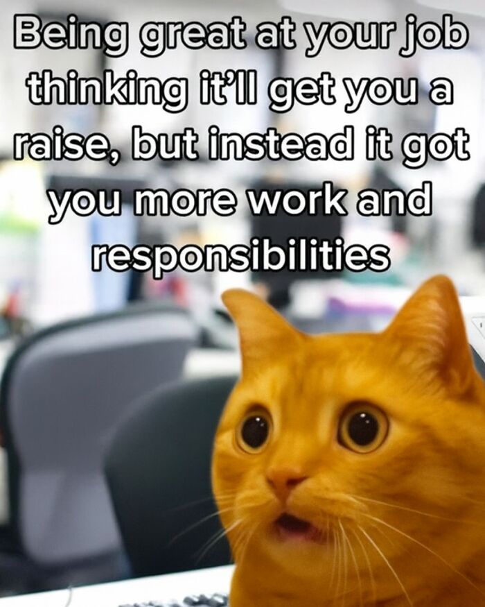 Surprised orange cat with wide eyes in an office setting, a humorous animal meme about work and responsibilities.