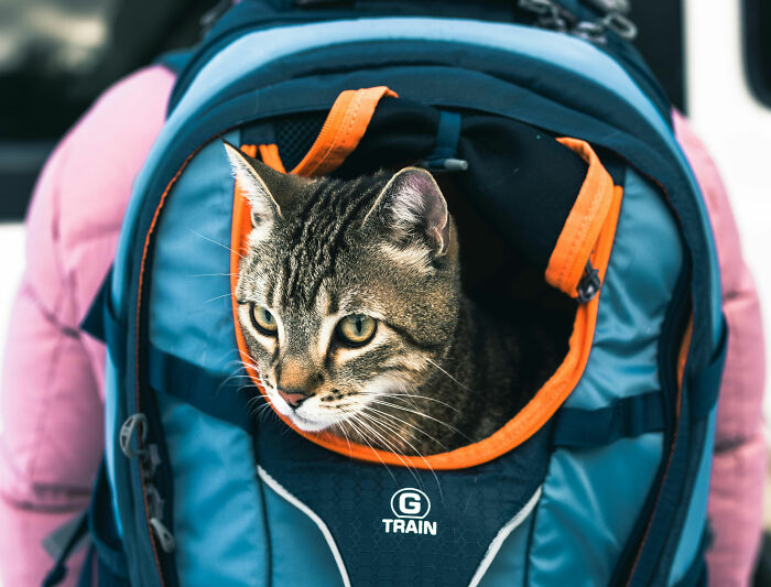 Tabby cat peeking out of a blue backpack, capturing a humorous moment related to patients coming off anesthesia.