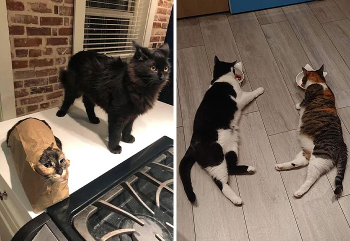 Double The Trouble, Double The Cuteness: 32 Cat Pairs