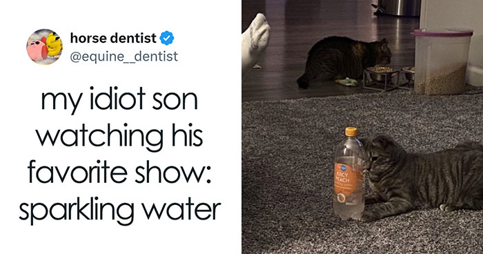 120 Wholesome And Funny Animal Memes To Help You Ignore The Chaos Happening In The World Right Now