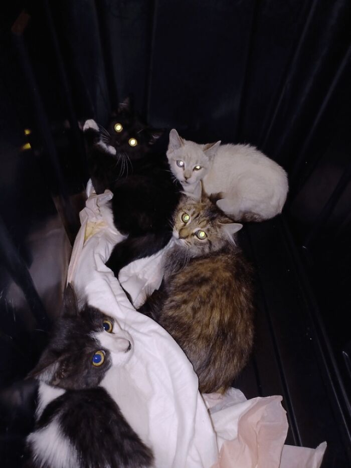 Four cats with glowing eyes resting closely on white fabric in a dark space, capturing cats braincell humor in a cozy setting.