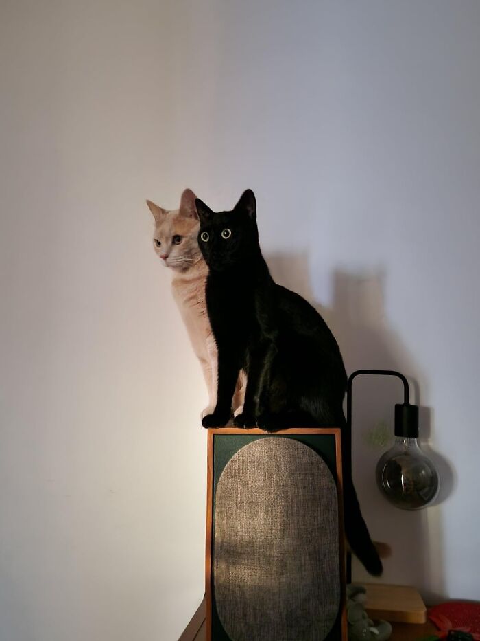 Two cats sitting closely together on a speaker, showcasing the silly charm of cats who lost their last braincell.