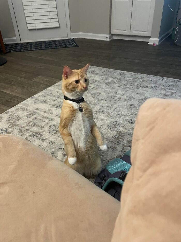 Orange and white cat standing upright on a rug in a living room, showing curious and playful behavior.