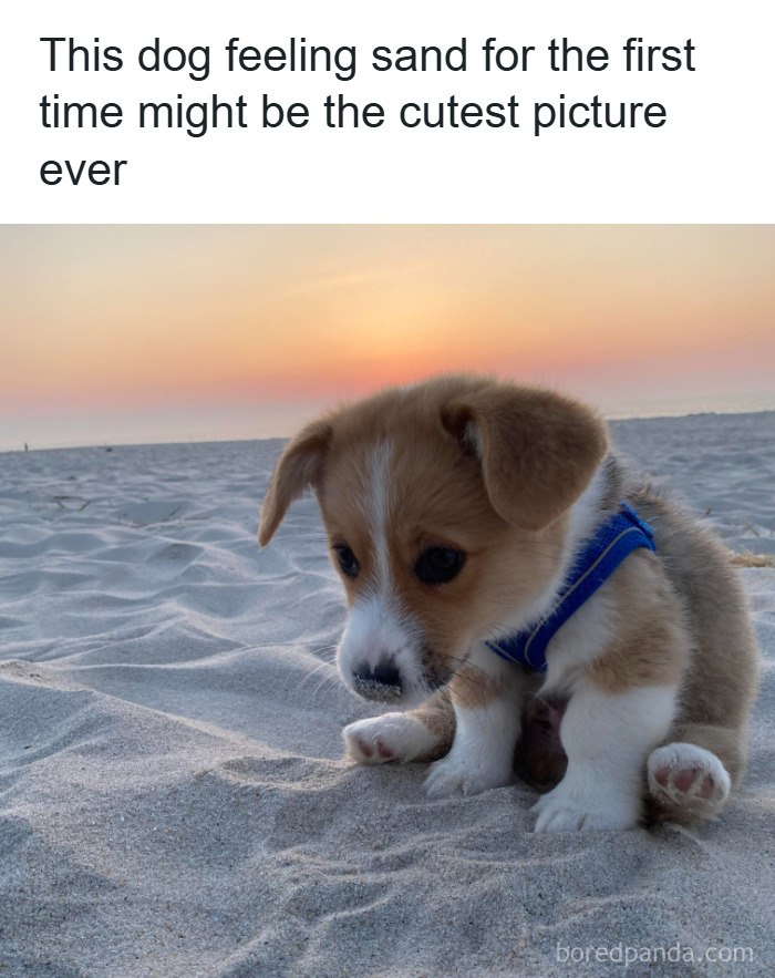 Adorable puppy experiencing sand for the first time, captured in a heartwarming dog meme to make you laugh.