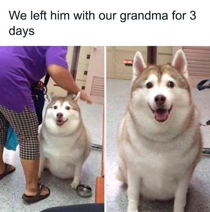 Chubby husky dog sitting happily while being petted by grandma, one of the adorable dog memes to warm your heart.