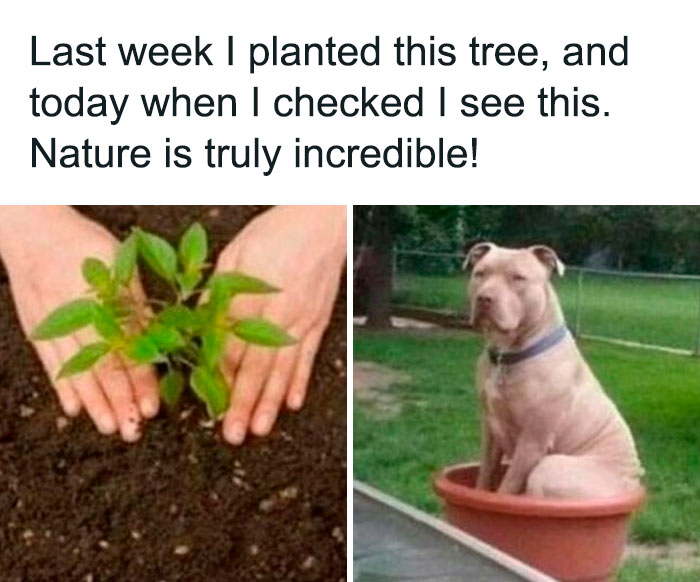 Hands planting a small tree and a dog sitting inside a flowerpot, a funny dog meme to warm your heart.