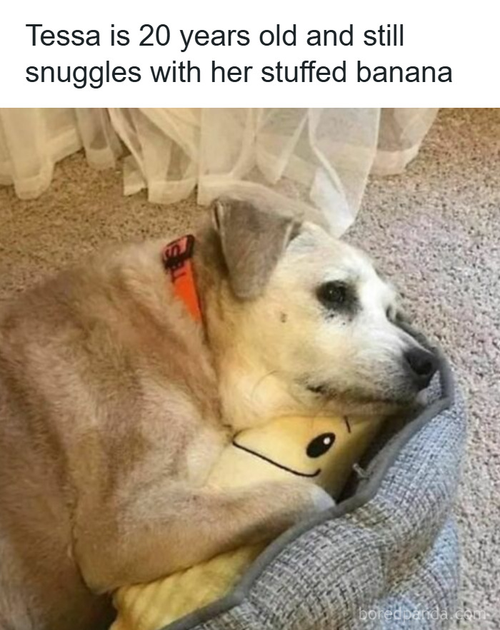 Older dog comfortably snuggling with a stuffed banana toy in a cozy bed, showcasing adorable dog memes.