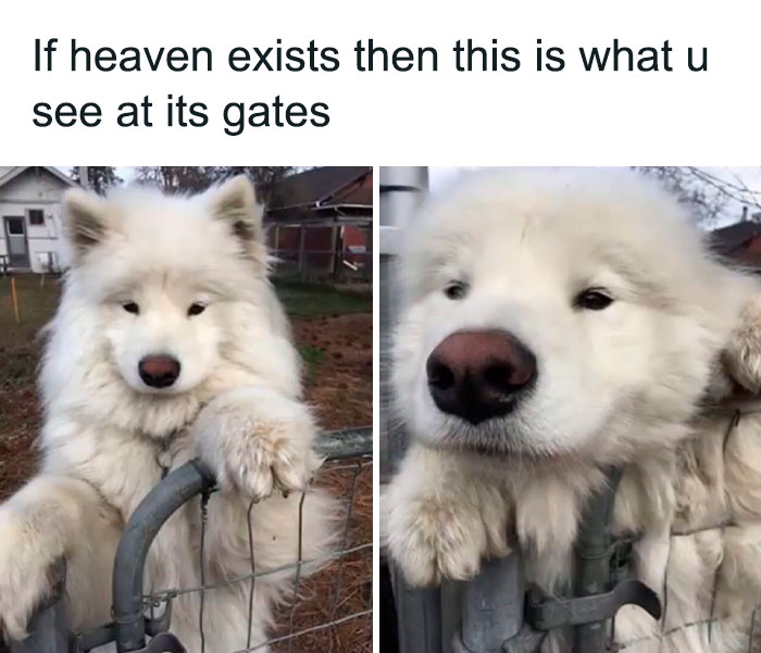 Fluffy white dog resting paws on a fence, captured in two close-up photos, perfect for adorable dog memes to warm hearts.