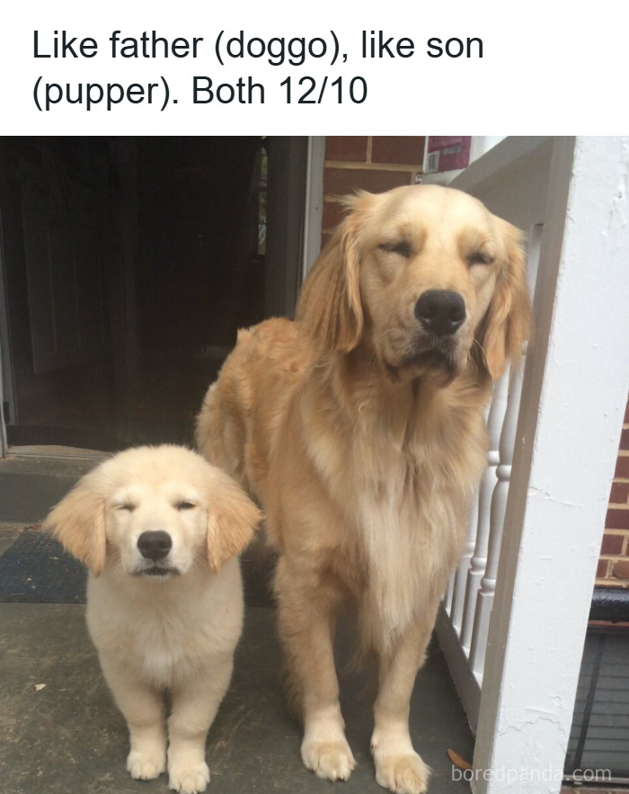 Two golden retriever dogs with eyes closed, showcasing adorable dog memes that warm hearts and bring laughter.