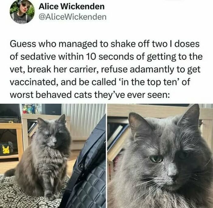 Gray fluffy cat behaving badly at the vet, refusing vaccination and breaking its carrier, caught by cat owners.