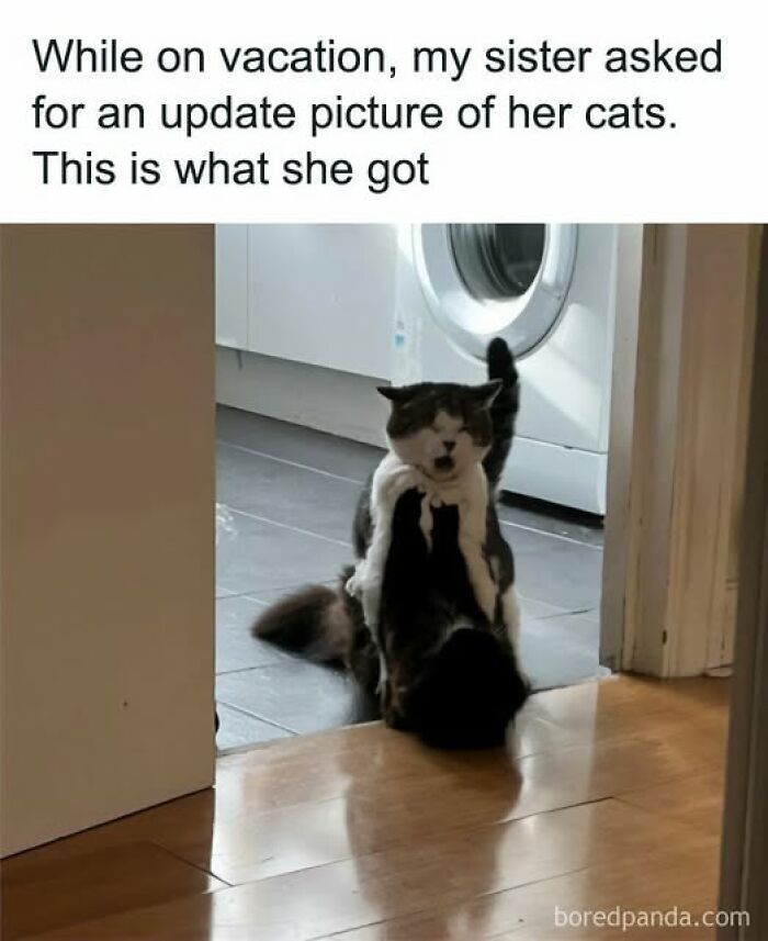 Two cats caught behaving like jerks, one holding the other by the neck near a washing machine.