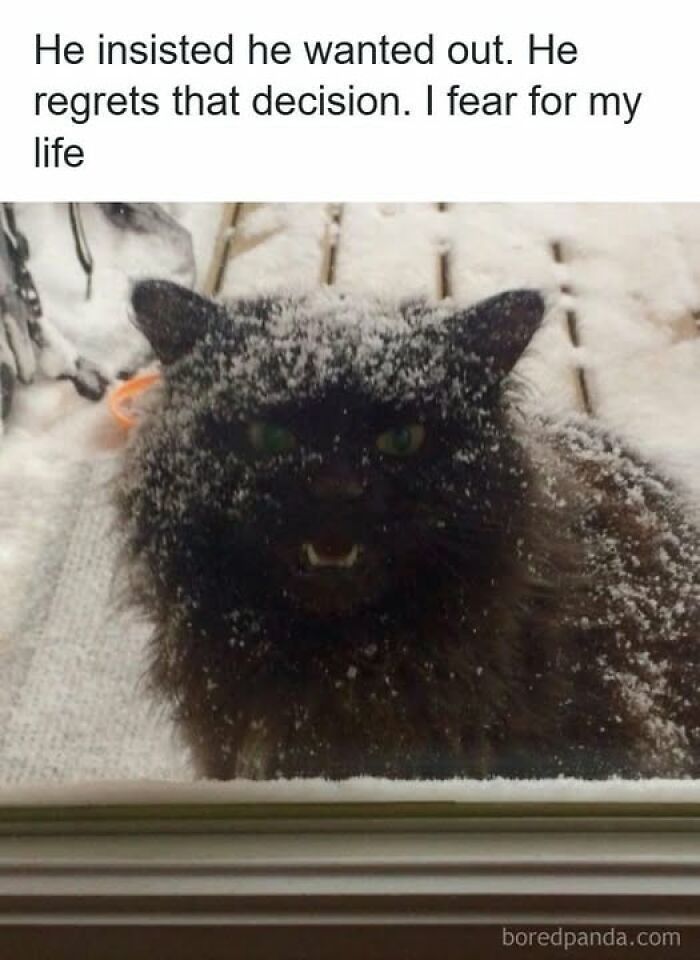 Black cat covered in snow looks upset outside a window, showcasing pets behaving like jerks caught by cat owners.