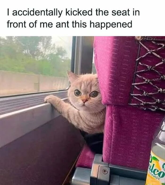 Cat caught behaving like a jerk with a mischievous look after being accidentally kicked on a bus seat by its owner.