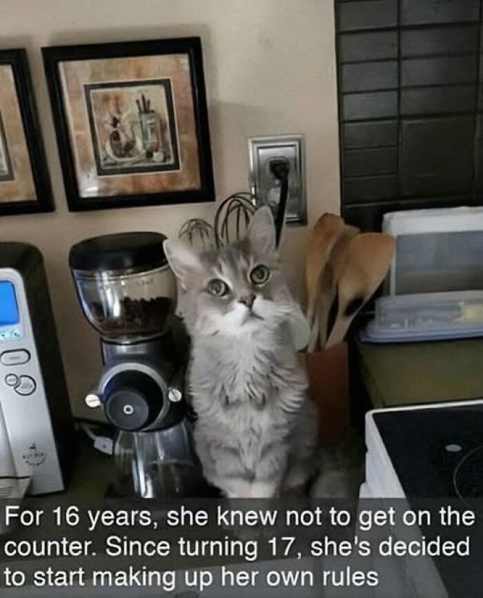 Gray cat sitting on kitchen counter near coffee grinder, caught behaving like a jerk by ignoring house rules.