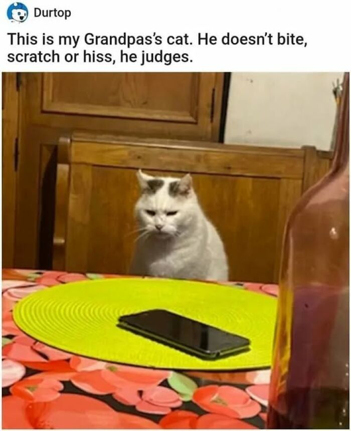 White cat with a stern expression sitting at a table, exemplifying pets behaving like jerks caught by cat owners.