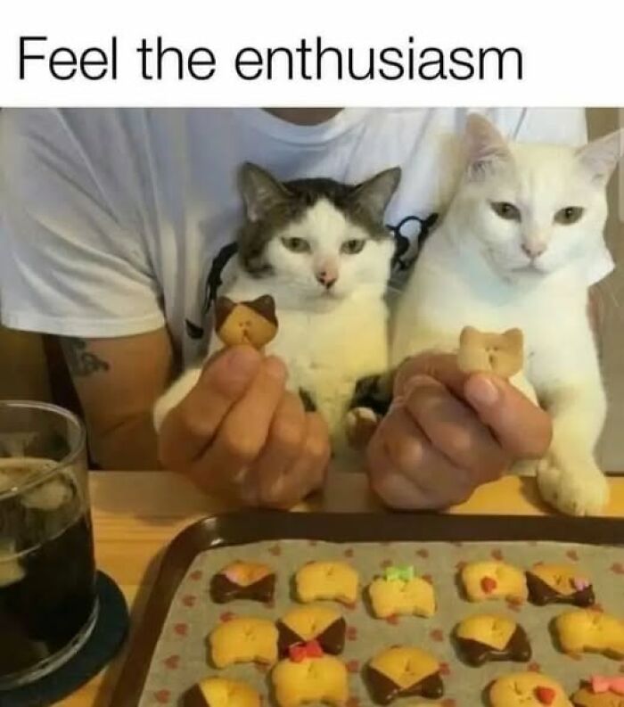Two cats held by a person showing cat-shaped cookies, capturing moments cat owners caught their pets behaving like jerks.