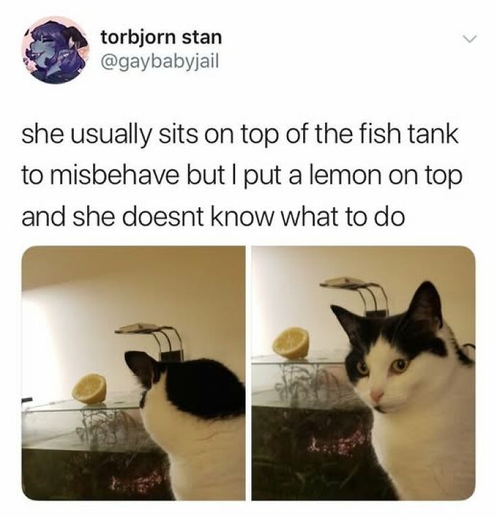 Black and white cat confused by lemon on fish tank, one of many moments cat owners caught their adorable pets behaving like jerks.