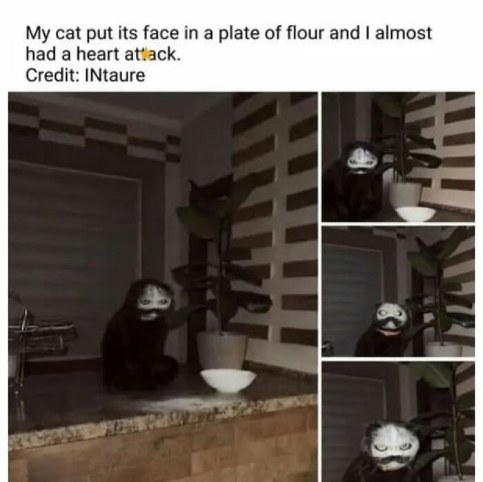 Cat behaving like a jerk with its face covered in flour on a kitchen counter near a plant and a plate.