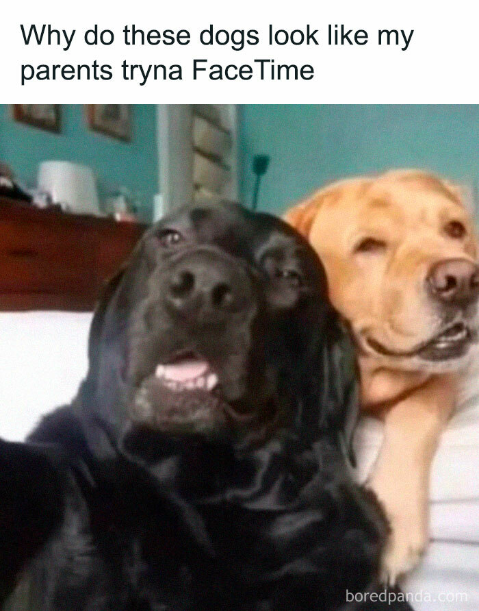 Two dogs posing for a selfie with humorous expressions, perfect example of memes that are funny without reason.