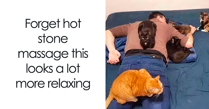 50 Times Cats Were So Funny People Just Had To Meme Them
