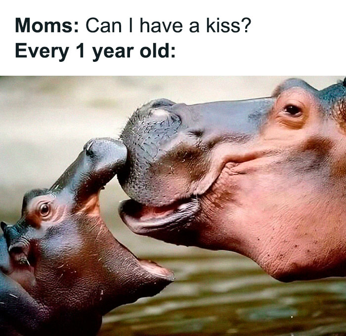 Hilarious and relatable memes for parents showing a baby and adult hippo touching noses like a kiss moment.