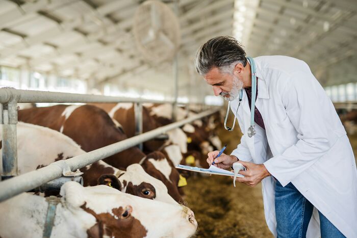 Scientist in a white coat examining dairy cows in a barn, documenting disturbing science facts for research.