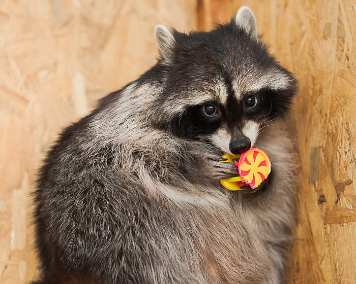 Raccoon inside wooden enclosure holding a colorful toy, illustrating raccoon raiding and bathroom incident humor.